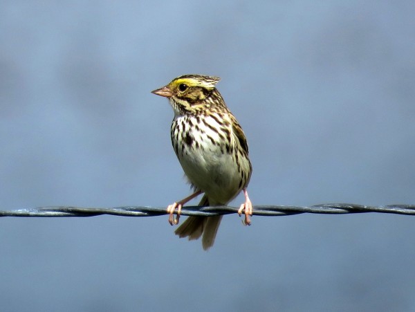 savannah-sparrow-1502911_1920